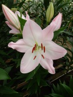 [4327 Hilux VZ No02.JPG]